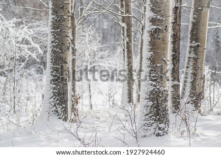 Aspen trunks covered with snow after a blizzard.
