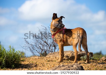 Full body portrait of a young female brown puppy on alert and the sky in the background