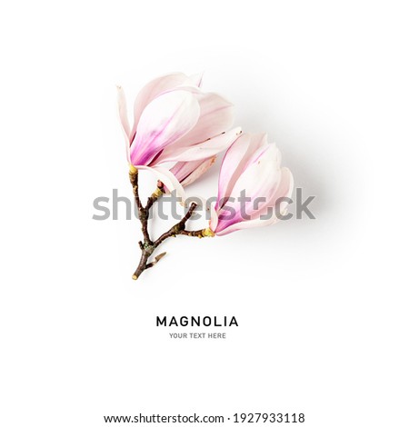 Magnolia blossom. Beautiful pink spring flowers isolated on white background. Springtime concept. Flat lay, top view, floral design
