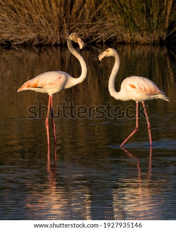 A flock of flamingo birds in the fish ponds of Kibbutz Nachshalim