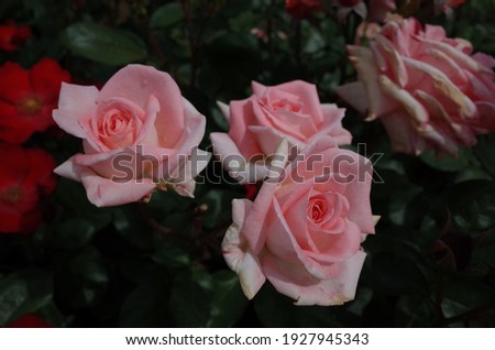 Light Pink Flower of Rose 'Violet Carson' in Full Bloom
