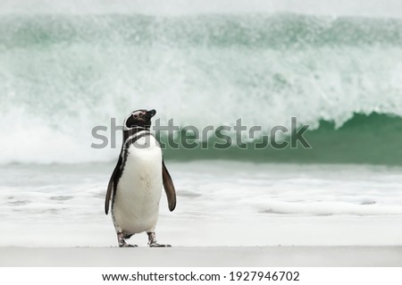 Close up of a Magellanic penguin on a sandy beach in the Falkland Islands.