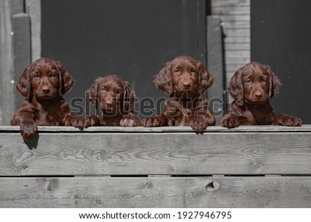 Cute german longhaired pointer puppies Royalty-Free Stock Photo #1927946795
