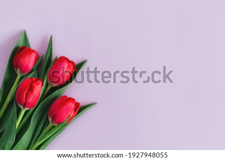 Tender pink tulips on pastel violet background. Greeting card for Women's day. Flat lay. Place for text. 