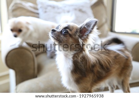A Pair of Chihuahuas on a Chair