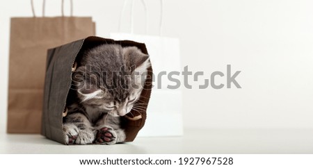 Small tabby kitten is hiding in paper shopping bag. Gift for woman on valentine day kitten in package surprise. Sale purchase concept. Cat in delivery bags. Long web banner with copy space