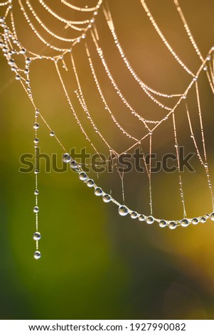 Spider web, plants and dew drops close-up. Natural pattern. Golden background. Soft sunlight. Macrophotography, graphic resources, insects, environmental conservation. Panoramic view, copy space Royalty-Free Stock Photo #1927990082