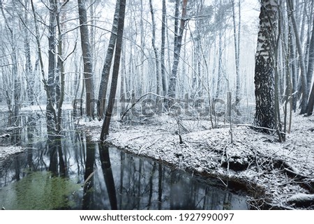 View of the frozen swamp and forest after a blizzard. First snow. Trees in a hoarfrost. Winter wonderland. Seasons, ecology, environmental conservation, nature. Monochrome image. Atmospheric landscape