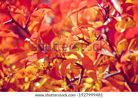 Bright Fantasy Fall Color on American Plum Tree Leaves