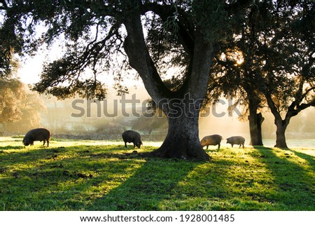 Iberian pigs eating in the Dehesa with rays of light behind the cork oak Royalty-Free Stock Photo #1928001485
