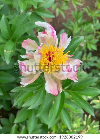 The peony blossom in a various color 