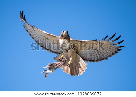 A magnificent red tail hawk taking off with its fresh kill, a squirrel, grasped firmly in its talons.  This hawk is often called a chicken hawk. Royalty-Free Stock Photo #1928036072