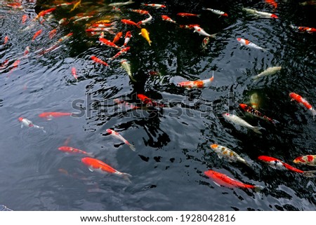 The Carp fish in the pond