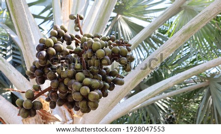 Bunch of green fruit Bismarck palm. Bismarckia nobilis, a garden ornamental plant with fruit hanging on the stem, bluish green leaves with white cover and native to Madagascar. Selective focus