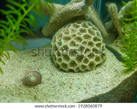 Coral reef is an excellent complementary decoration in the aquarium, will make the fish comfortable