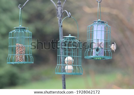 Picture of small and beautiful birds 
