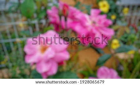 defocused abstract background of Pink roses