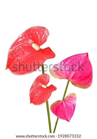 Red and Pink Anthurium flower isolated on white background for stock photo or background textures. summuer flower