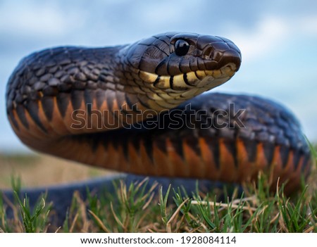 Indigo Snake Head Up in Texas