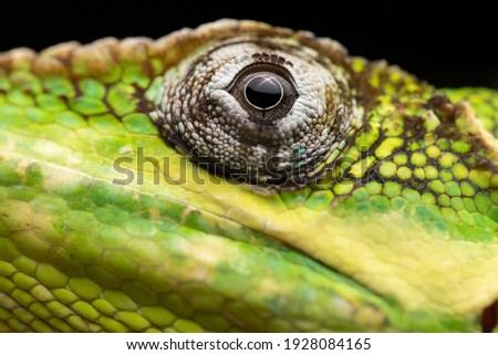 Eye of Cuban Knight Anole with Black Background