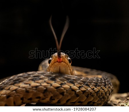 Garter Snake Forked Tongue Flick Royalty-Free Stock Photo #1928084207