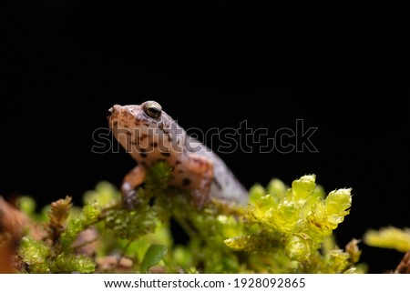 Four-toed Salamander on Moss Close-up