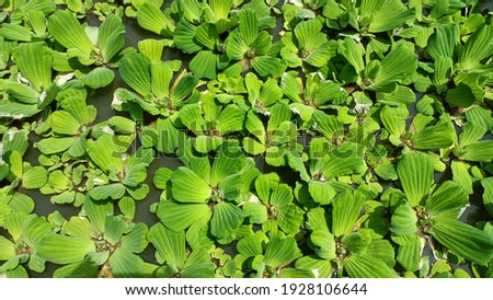 Apu wood is a type of water weed that grows to float and is found in rice fields, a beautiful aquatic plant for a good background pattern.