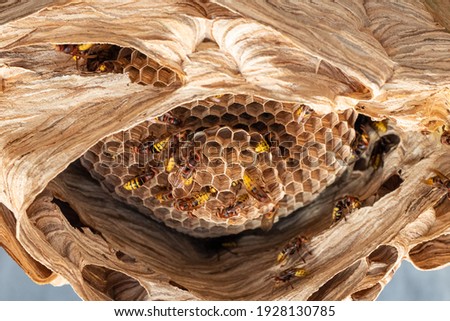 hornets nest under a wooden roof Royalty-Free Stock Photo #1928130785