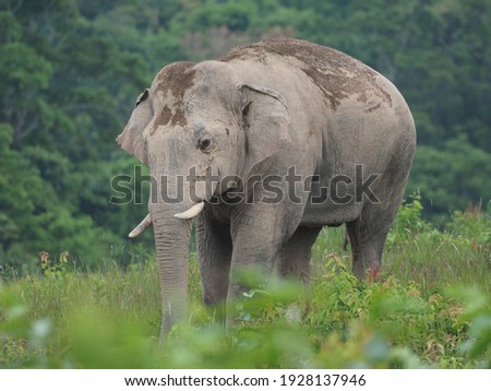 Group of elephant cross road at khao yai national park , Thailand