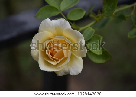 Beautiful yellow rose in my garden