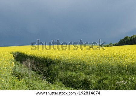 canola field against stormy sky