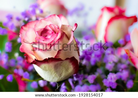 greeting card with bouquet of roses. Beautiful rose close-up against  background of small flowers of gypsophila, blurred background. Congratulations on march 8, mother's day, valentine's day