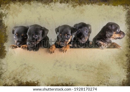 Front view of five Jack russel puppy heads.Dogs have paws on the edge, surroundings in beautiful green colors with a border around the photo, composite picture.