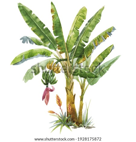 Beautiful image with watercolor tropical palm. Stock illustration.