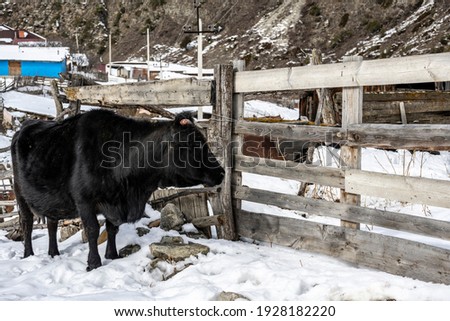 pets in natural conditions near people home in the Caucasus mountains 