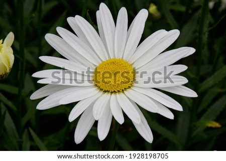 white daisy flower in france