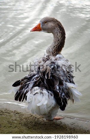 A funny shaggy goose with a red beak stands on the shore of a pond