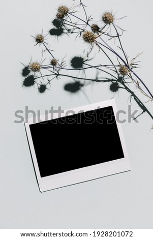 Mockup with blank photo frame and dried eryngium flower over pastel blue background with trendy shadow and sunlight. Photo card with space for your logo or text. Flat lay, top view Royalty-Free Stock Photo #1928201072