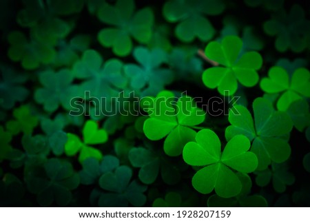 Small green Clover leaves pattern background, Natural and St. Patrick's day background and shamrock wallpaper. vacation and holiday clovers symbol,Spring concept.