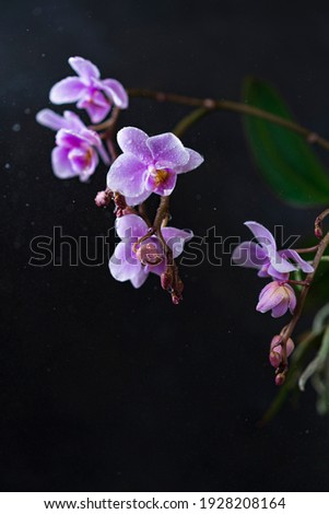 Purple Orchid flowers group, open and buds at peak flowering with plain, black background. Interior vertical photo, studio art image, copy space.