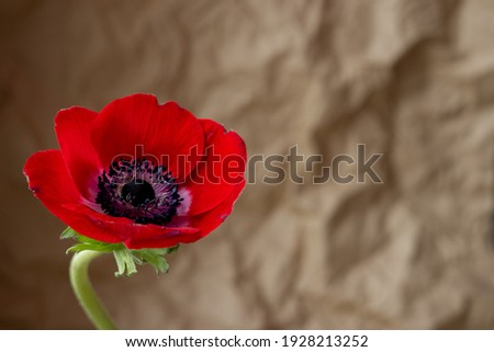 Close up view of beautiful wild red Anemone on brown paper craft side view . High quality photo