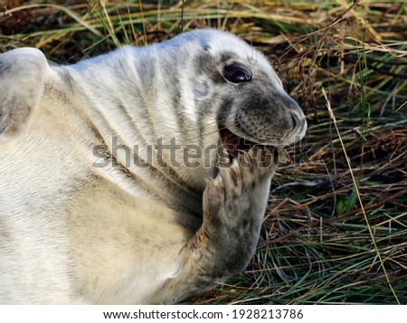 New born Atlantic grey seal pups on the beach