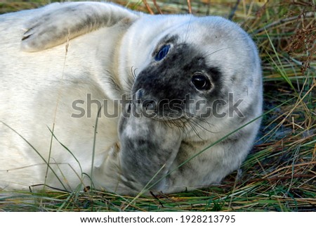 New born Atlantic grey seal pups on the beach