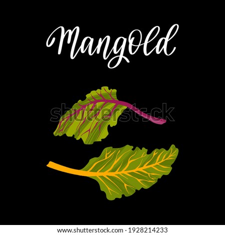Healthy nutrition product. Fresh tasty mangold salad. Vector hand drawn flat isolated illustration with hand written lettering for your design on black background.