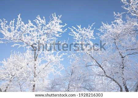 Snow-covered tree branches against the blue sky. Winter's tale.