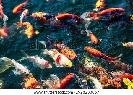 Goldfish in the pond. Koi fishes crowding in the pond.