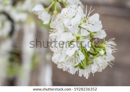 nature blossom cherry spring tree floral flower bloom 