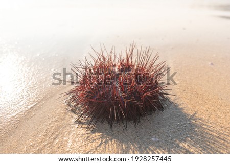 Numerous beautifully patterned red sea urchins are washed by the waves on Patong Beach, 
Phuket Thailand. a strange natural phenomenon that has never happened before.To make a panic with people

