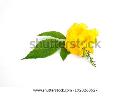 Tecoma stans flower on white background.Yellow elder, Trumpetbush, Trumpetflower, Yellow trumpet-flower, Yellow trumpetbush Royalty-Free Stock Photo #1928268527