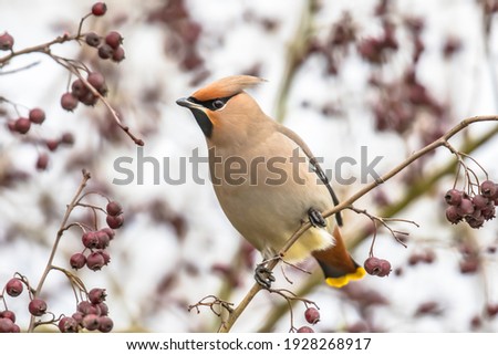 The Bohemian waxwing (Bombycilla garrulus) is a medium-sized passerine bird. It breeds in Northern Europe and in winter it can migrate as far south as Netherlands, Germany, Slovakia and Romania.
